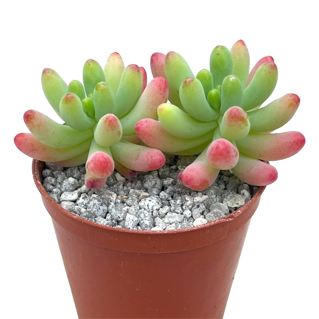 Sedum pachyphyllum 'Rose'