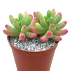 Sedum pachyphyllum 'Rose'