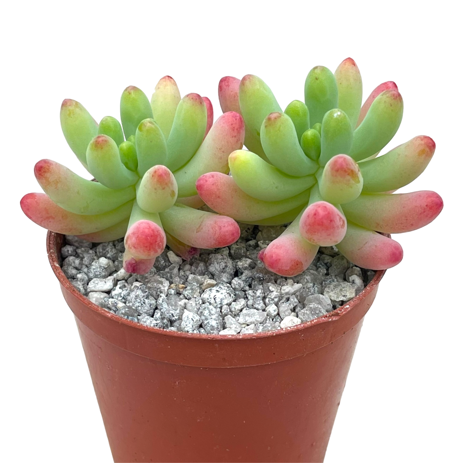 Sedum pachyphyllum 'Rose'
