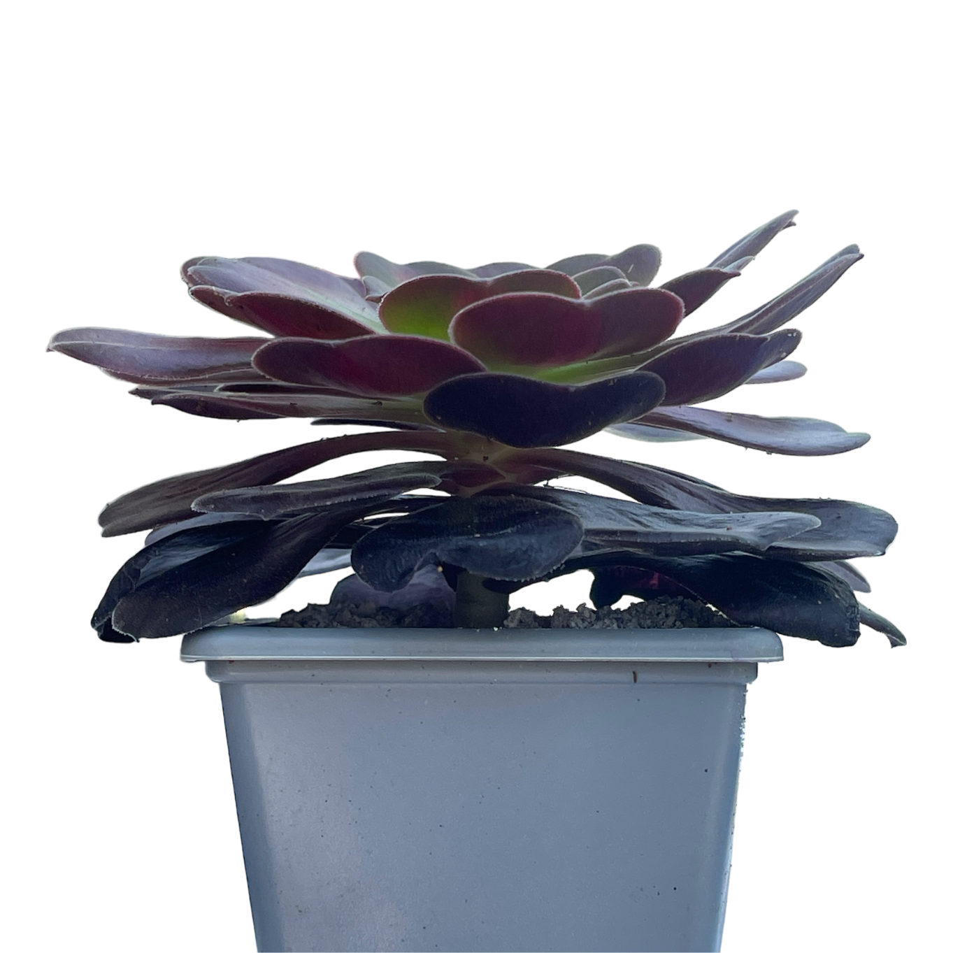 kilimanjaro succulent topiary Aeonium 'Kilimanjaro' – Surreal Succulents