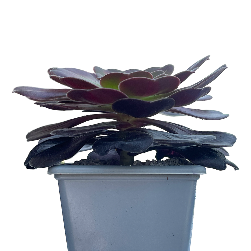 Aeonium 'Kilimanjaro'