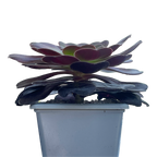 Aeonium 'Kilimanjaro'