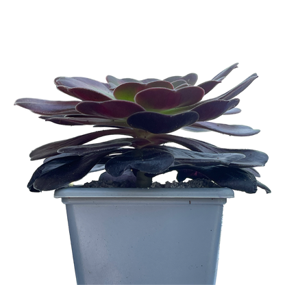 Aeonium 'Kilimanjaro'