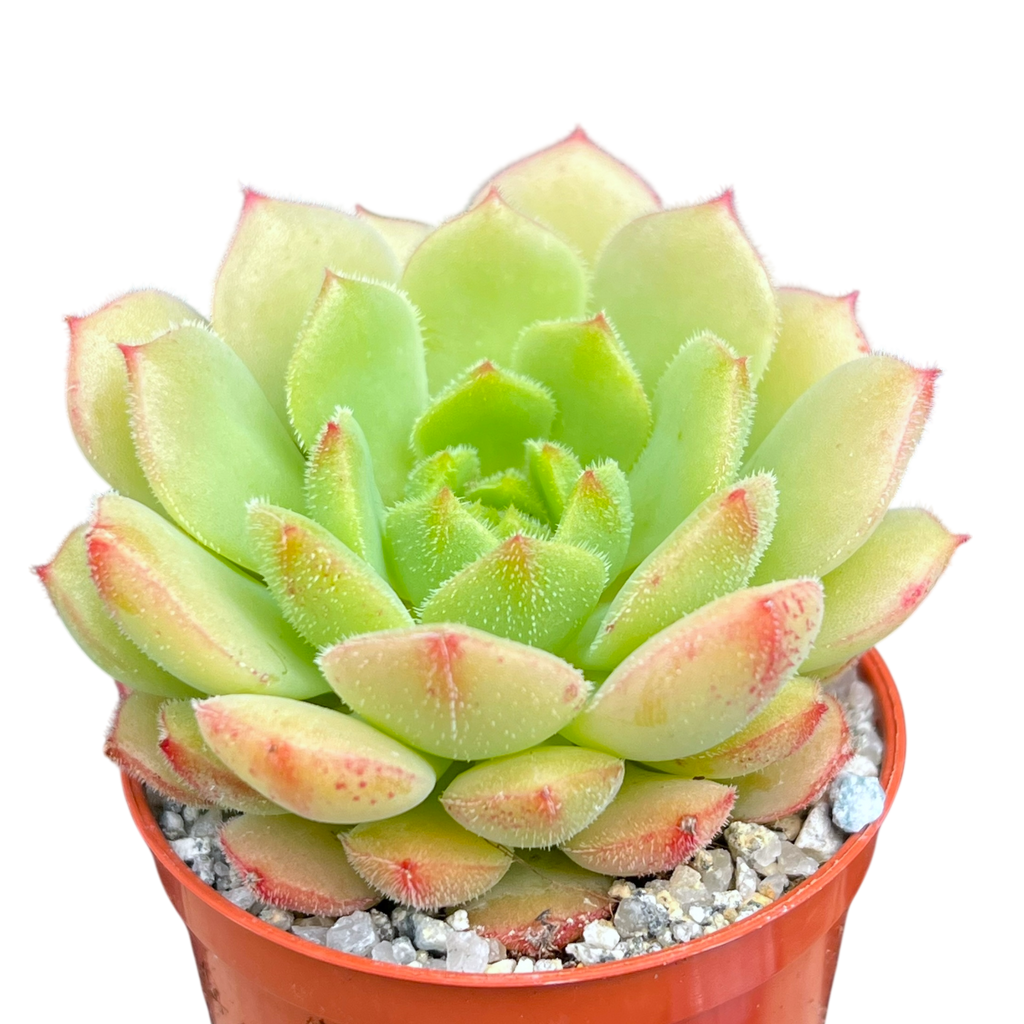 Echeveria derosa 'Worfield Wonder'