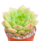 Echeveria derosa 'Worfield Wonder'