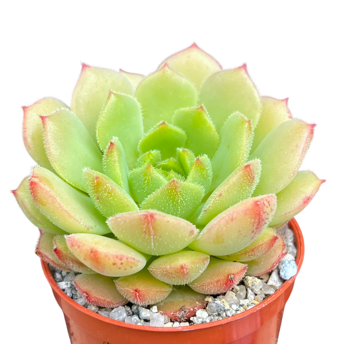 Echeveria derosa 'Worfield Wonder'