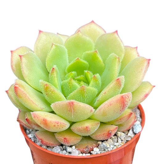 Echeveria derosa 'Worfield Wonder'