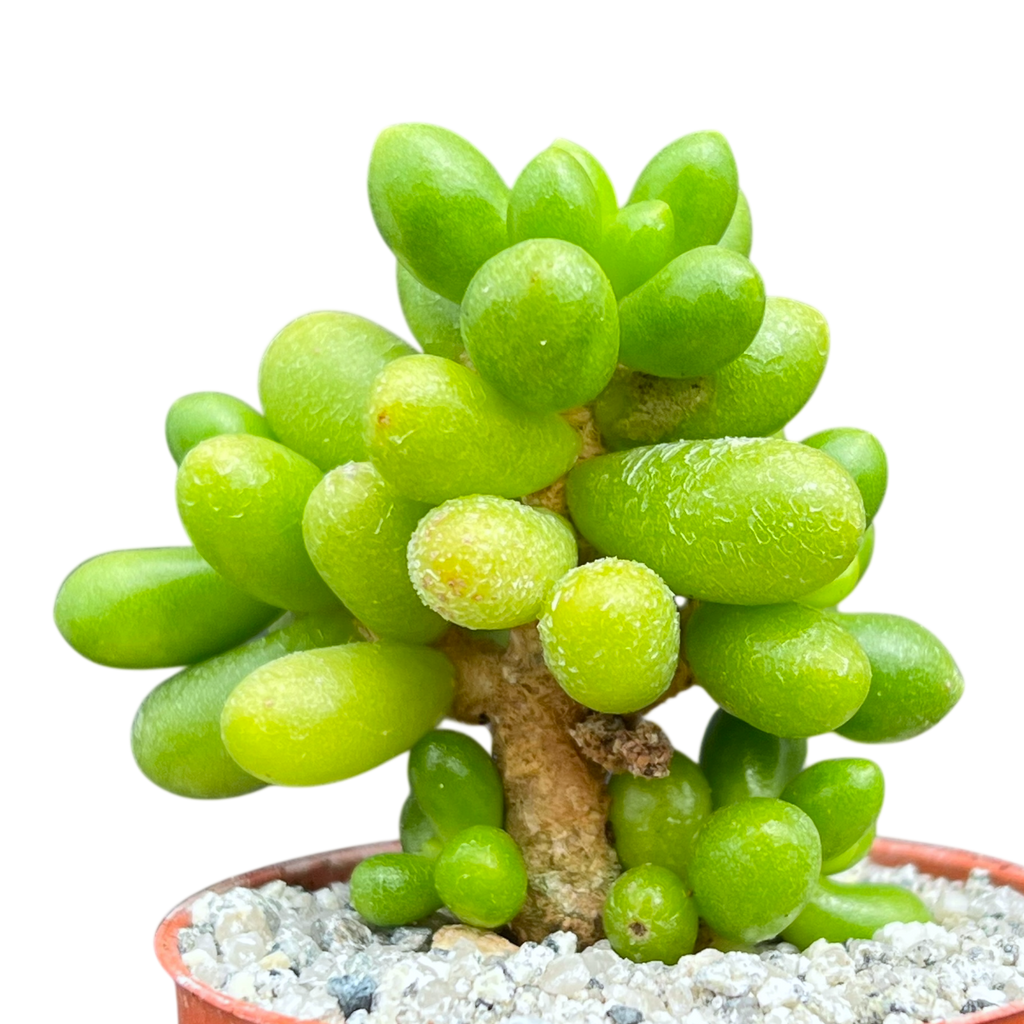 Sedum hernandezii