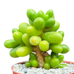 Sedum hernandezii