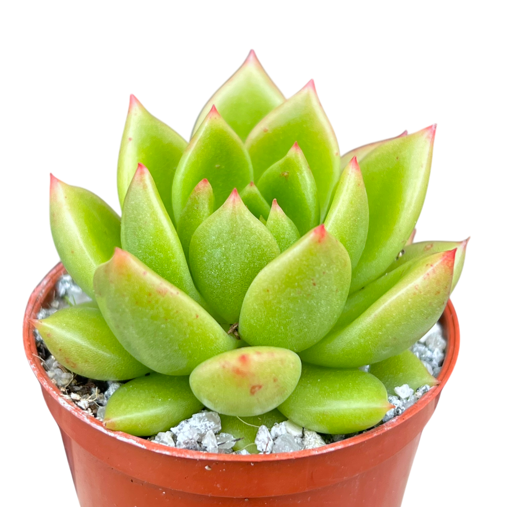 Echeveria agavoides 'Jade Galaxy'