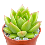 Echeveria agavoides 'Jade Galaxy'
