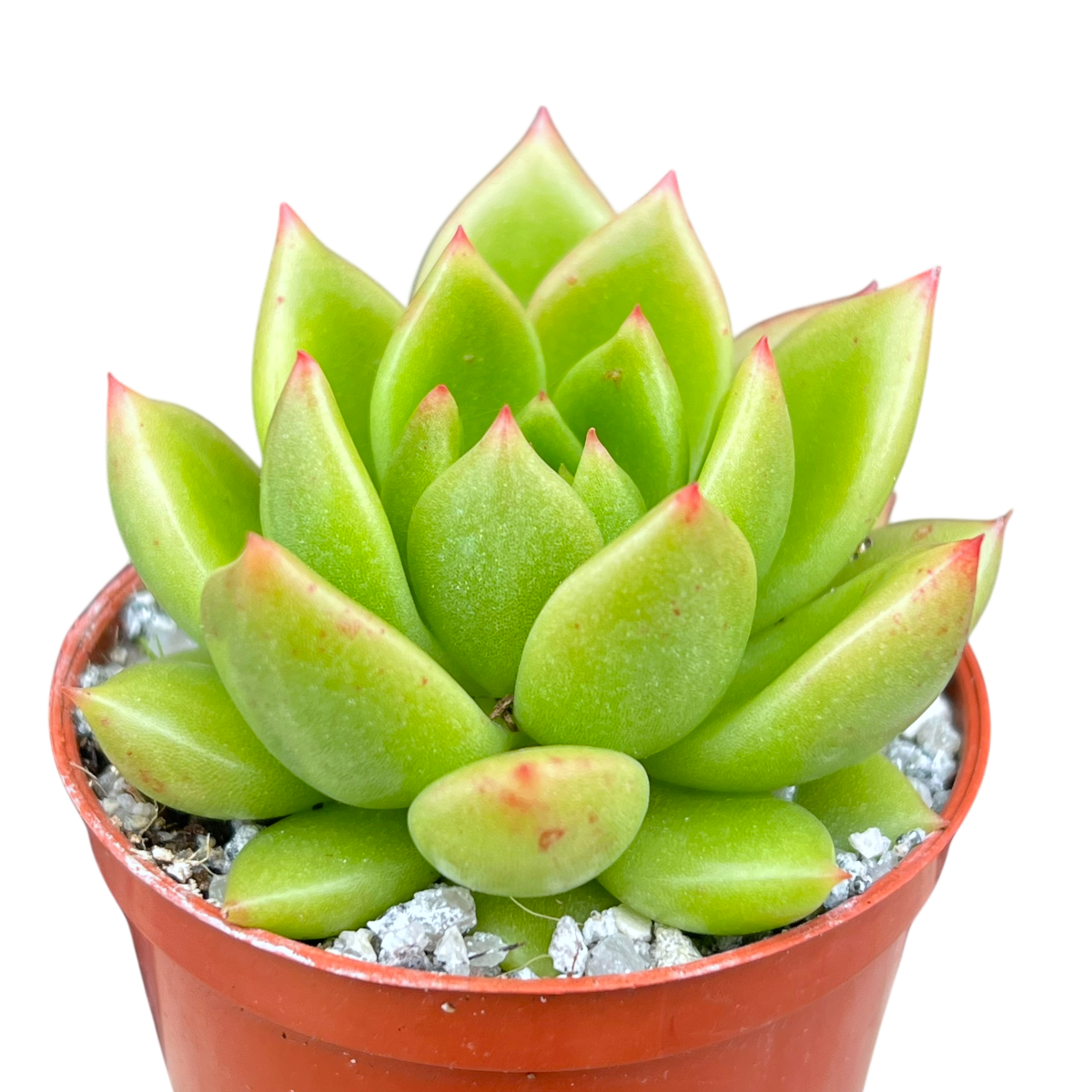 Echeveria agavoides 'Jade Galaxy'