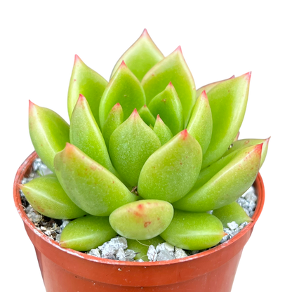 Echeveria agavoides 'Jade Galaxy'