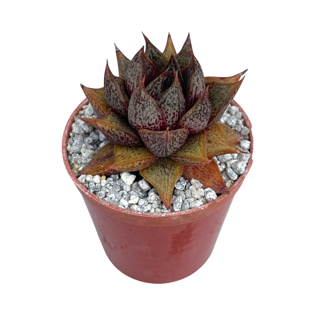 Echeveria purpusorum