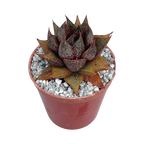 Echeveria purpusorum