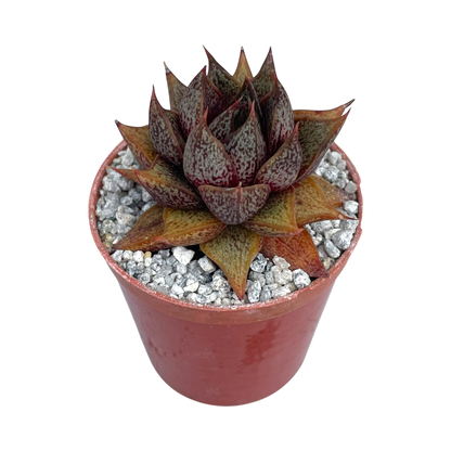 Echeveria purpusorum