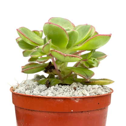 Aeonium volkerii