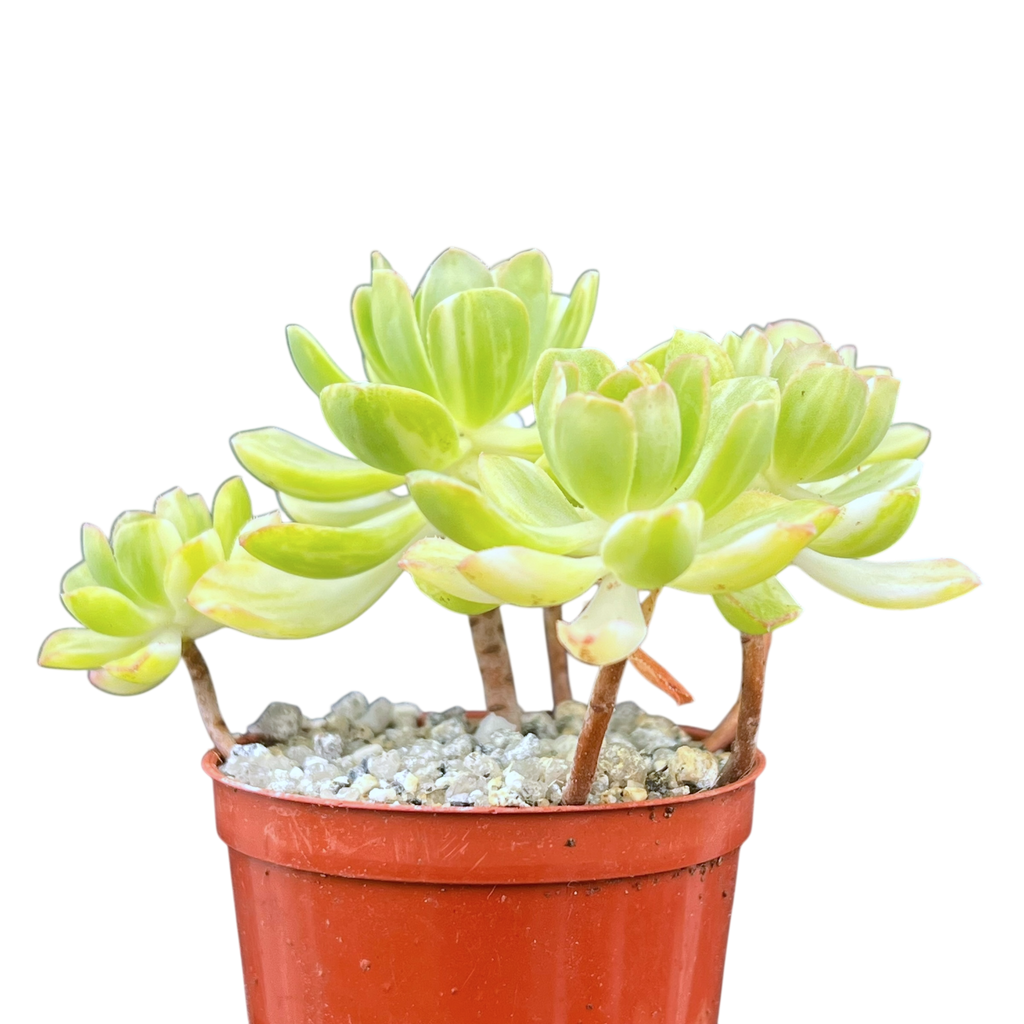 Aeonium 'Suncup'
