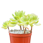 Aeonium 'Suncup'