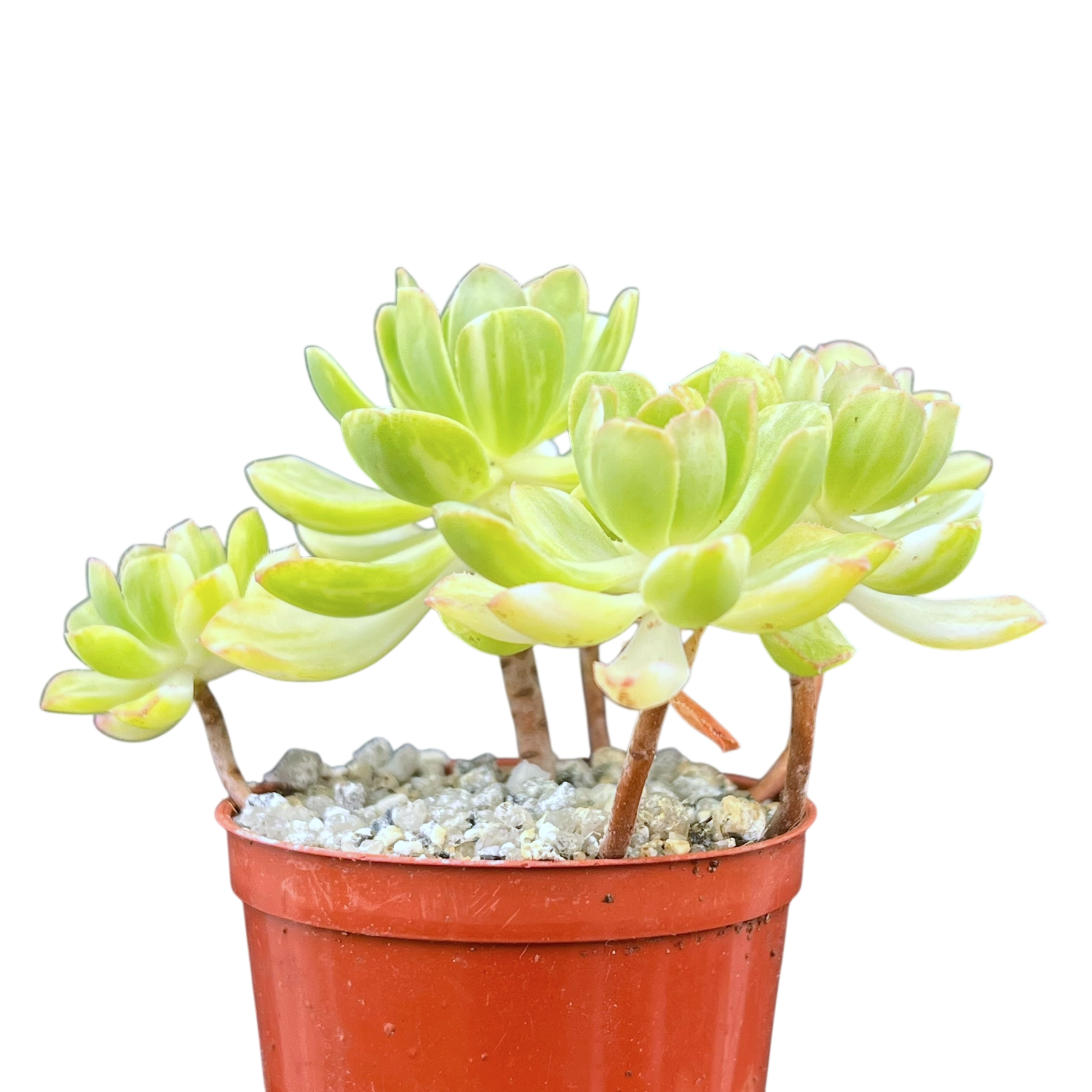 Aeonium 'Suncup'