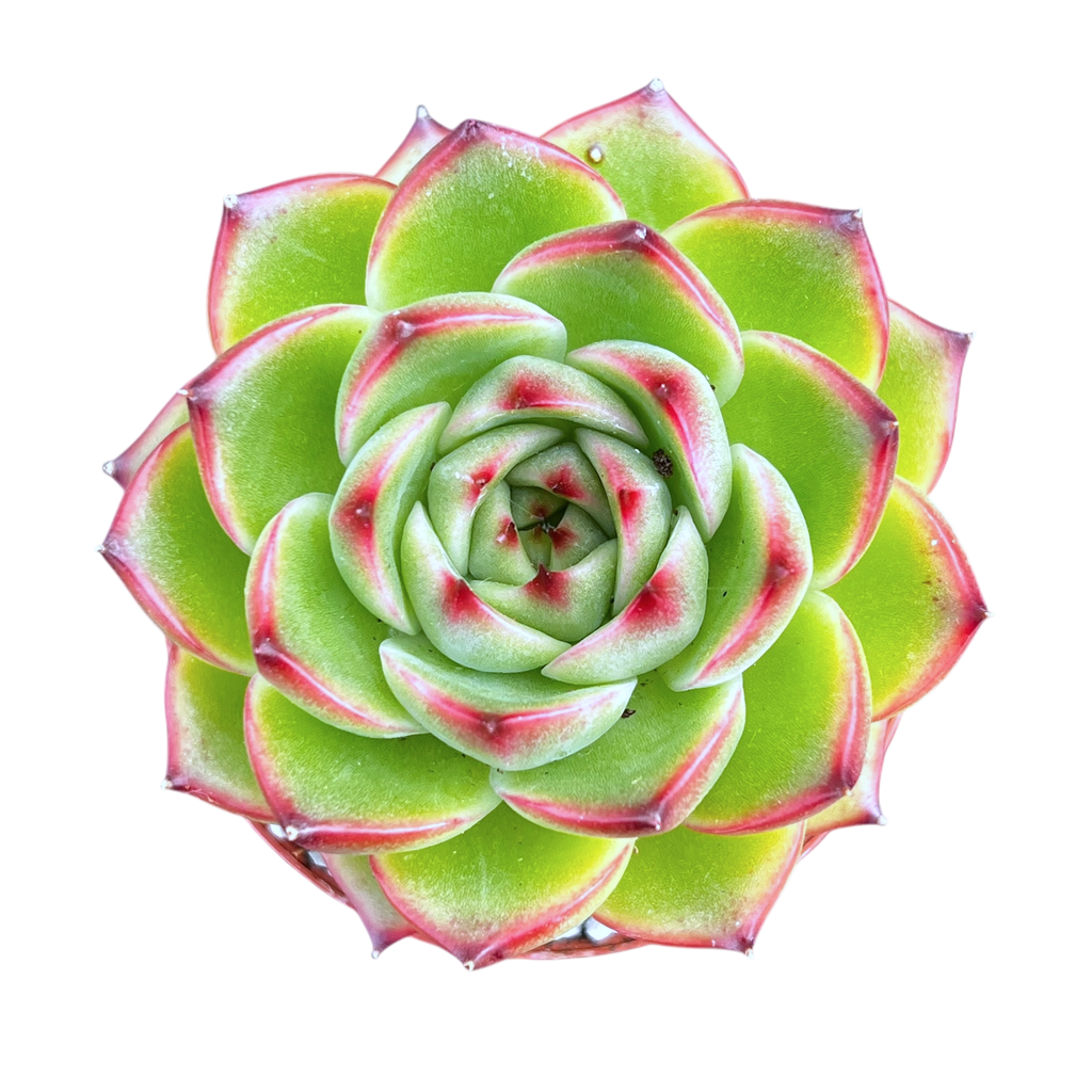 Echeveria 'Moon Stone'