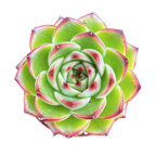 Echeveria 'Moon Stone'