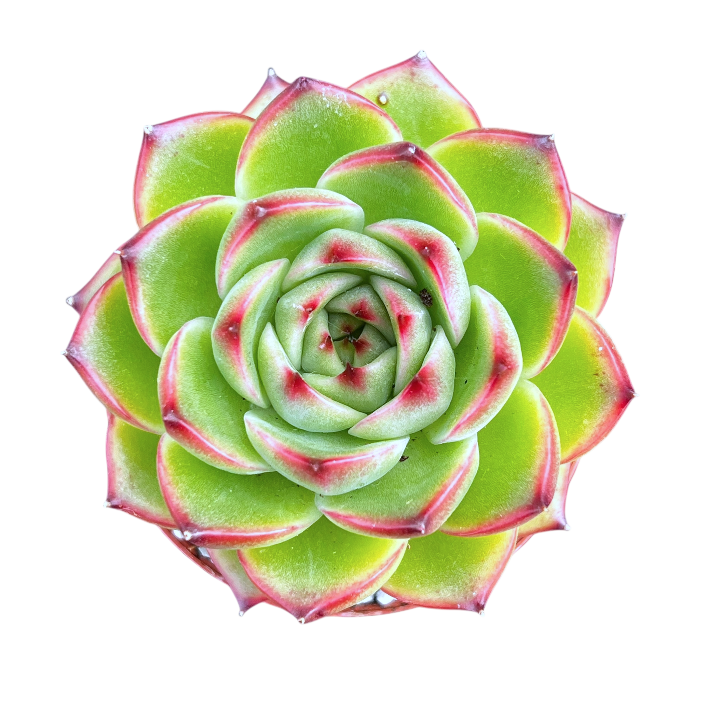 Echeveria 'Moon Stone'