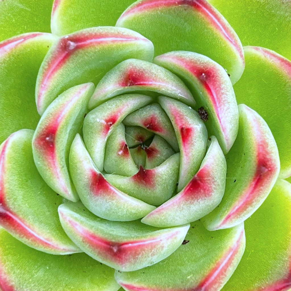 Echeveria 'Moon Stone'