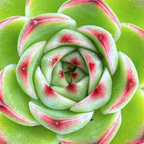 Echeveria 'Moon Stone'