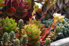 x Sedeveria 'Letizia' succulent with rosette clusters displaying green, yellow, and deep red leaves in sunlight.