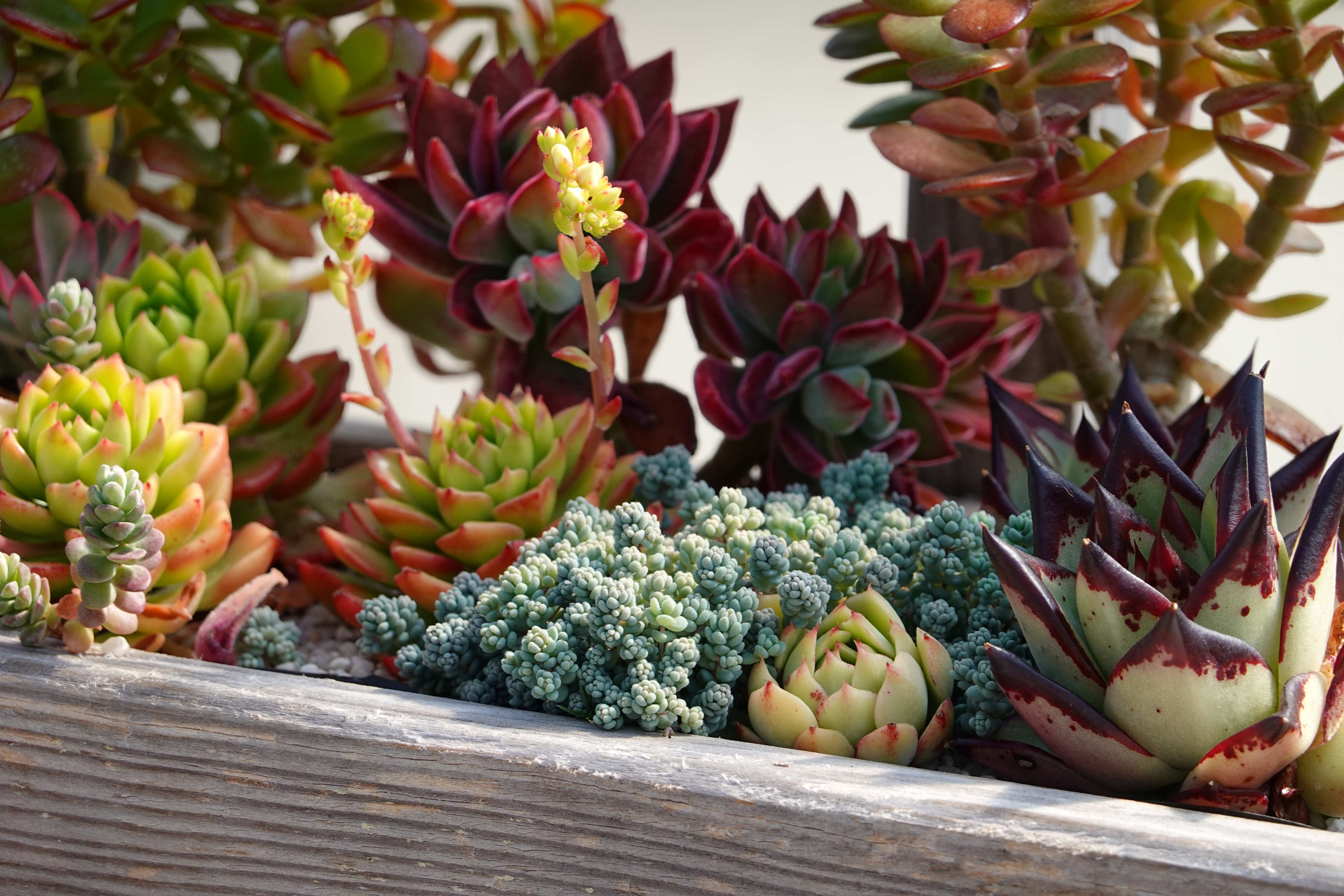 店舗 – Surreal Succulents