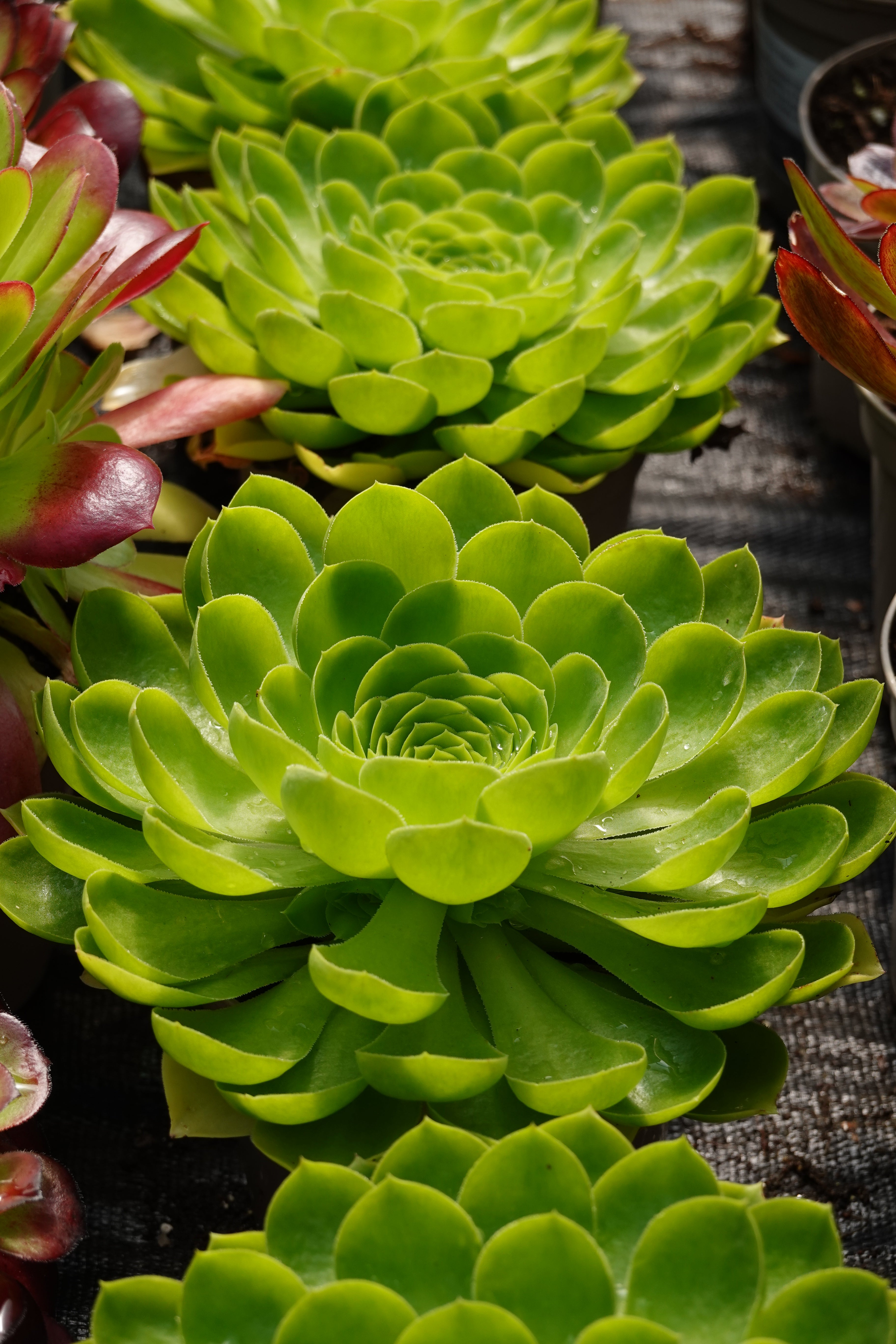 Aeonium 'Limelight'