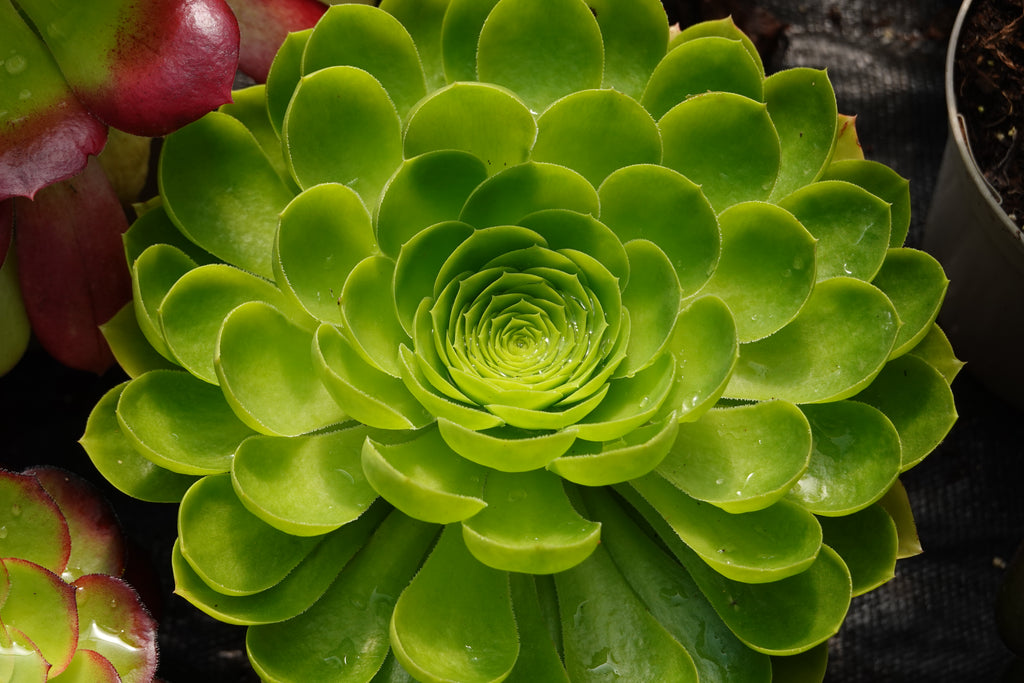 Aeonium 'Limelight'