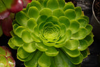 Aeonium 'Limelight'