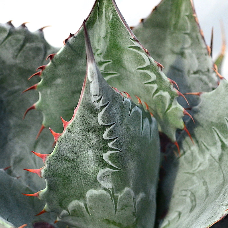 Agave parrasana