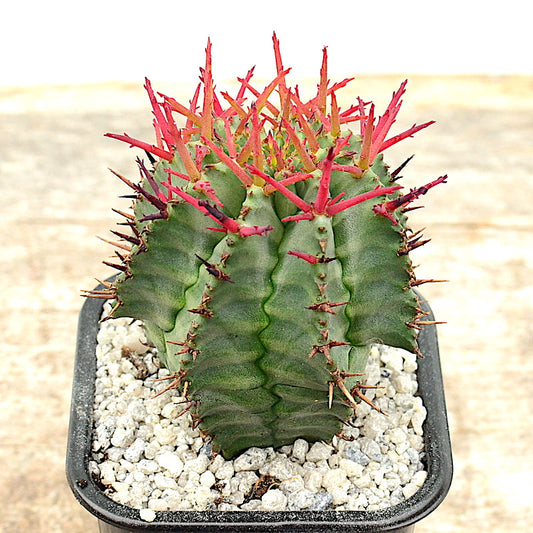 Euphorbia horrida