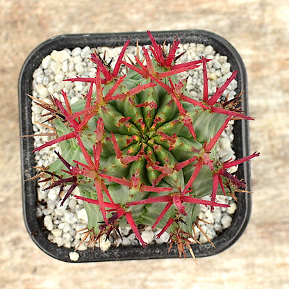 Euphorbia horrida