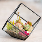 Geometric glass terrarium with succulents on a wooden surface