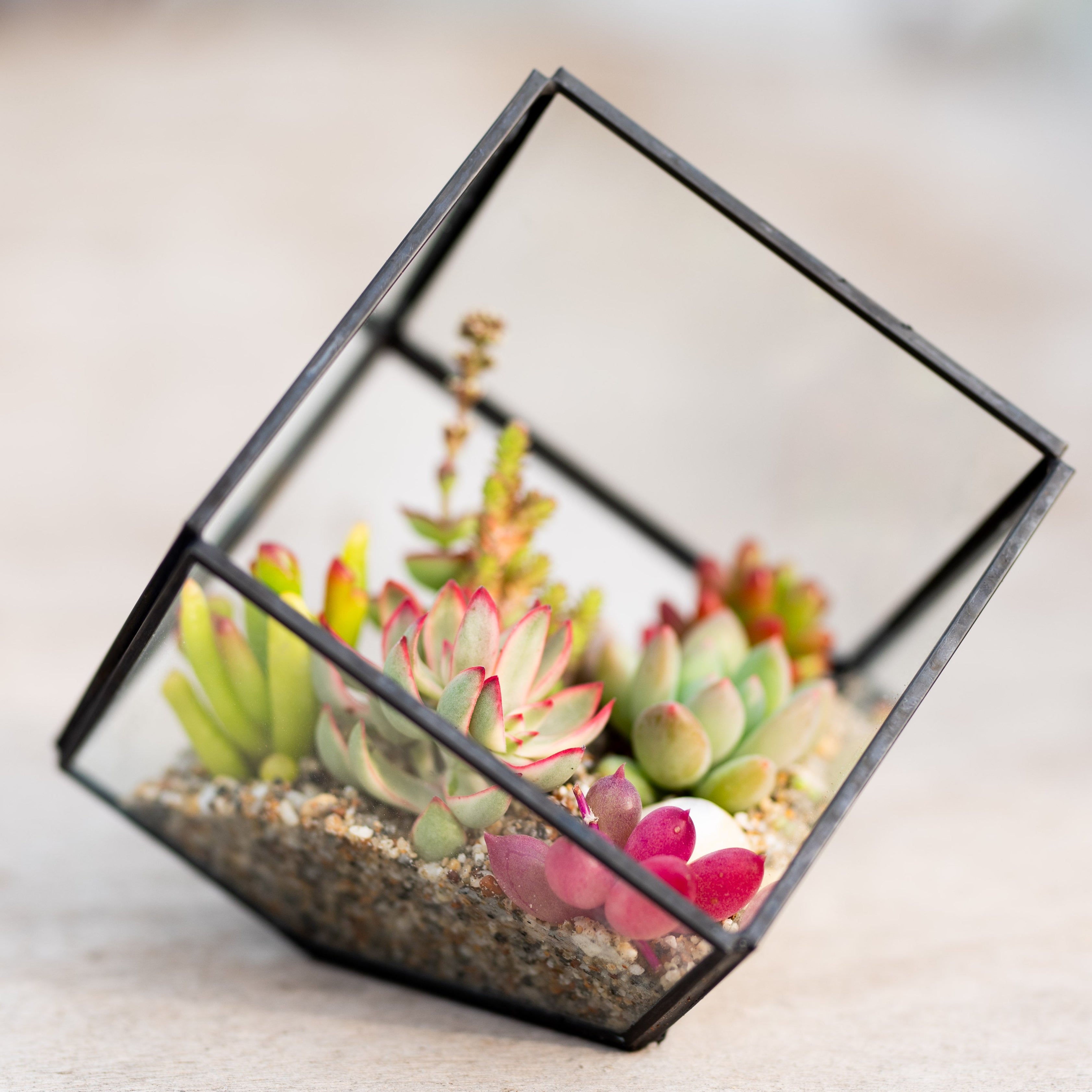 Geometric glass terrarium with succulents on a wooden surface