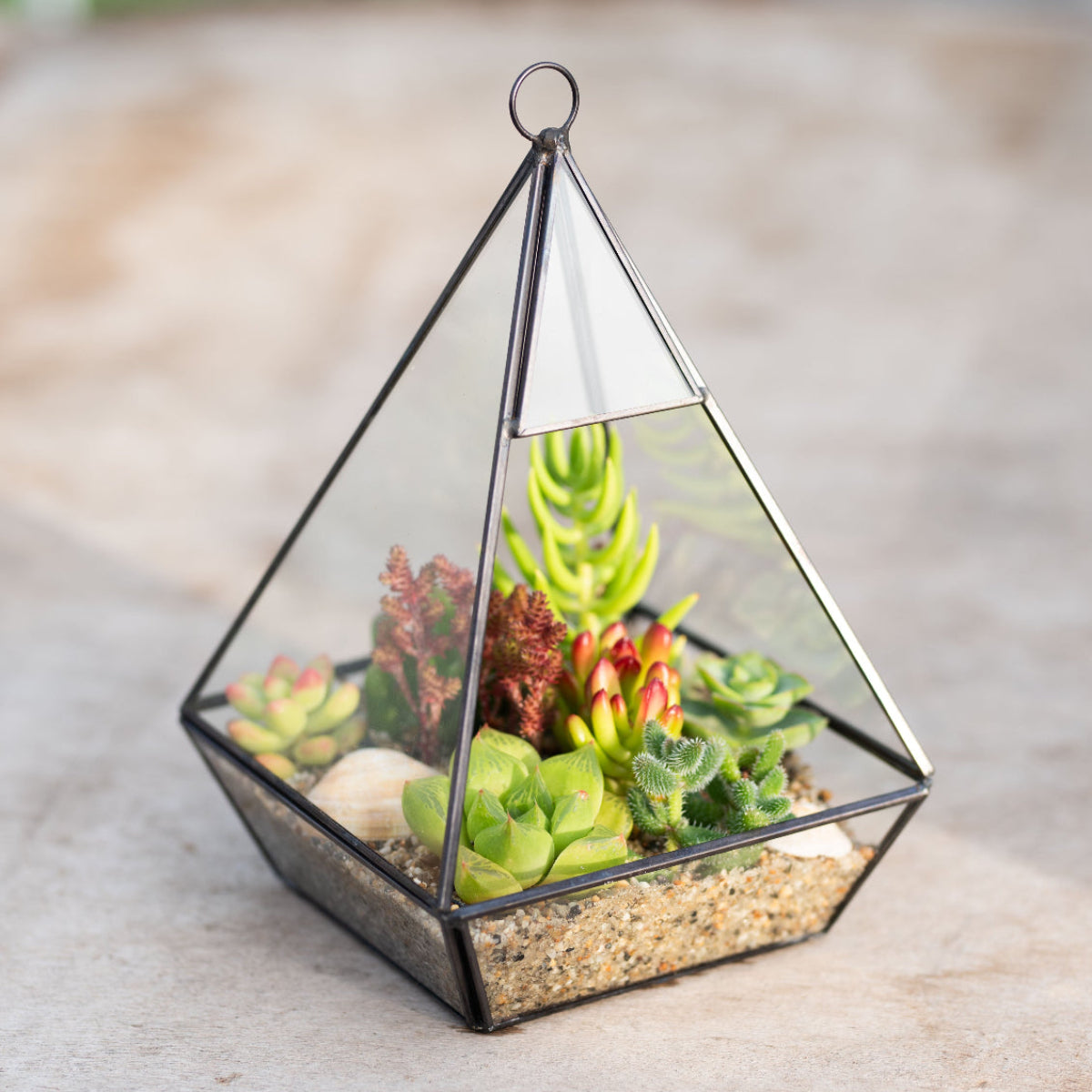 Geometric glass terrarium with succulents on a wooden surface