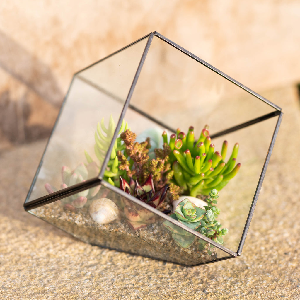 succulent terrarium geometric Geometric Terrarium Succulent Grow Kit – Surreal Succulents