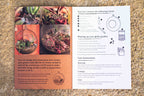 Geometric Terrarium Succulent Grow Kit