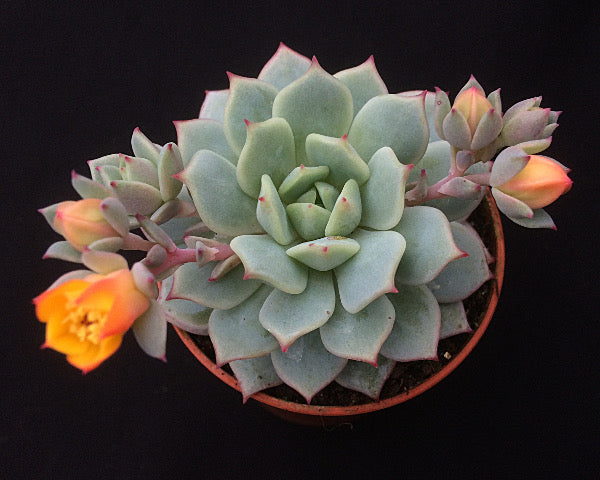 Echeveria derenbergii