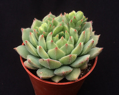 Echeveria derosa 'Worfield Wonder'