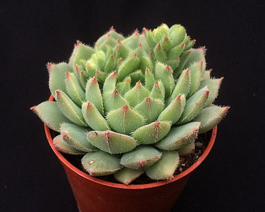 Echeveria derosa 'Worfield Wonder'