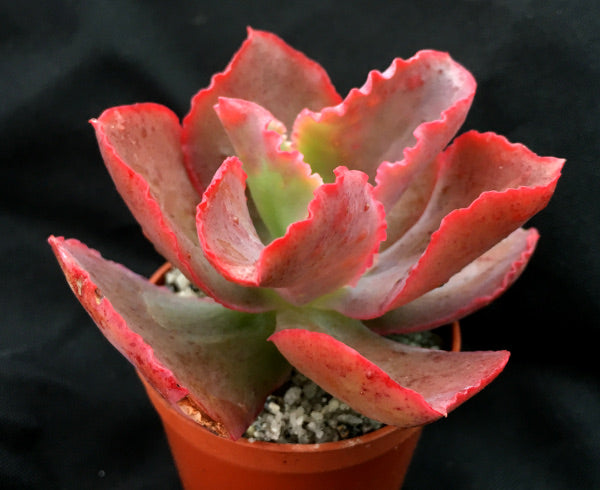 Echeveria 'Dick's Pink'