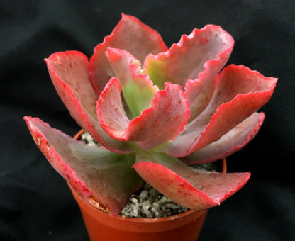 Echeveria 'Dick's Pink'