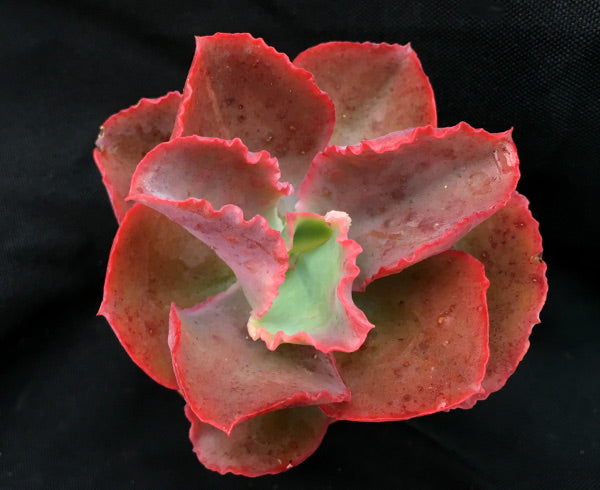 Echeveria 'Dick's Pink'