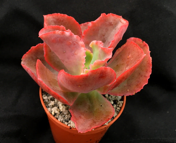 Echeveria 'Dick's Pink'