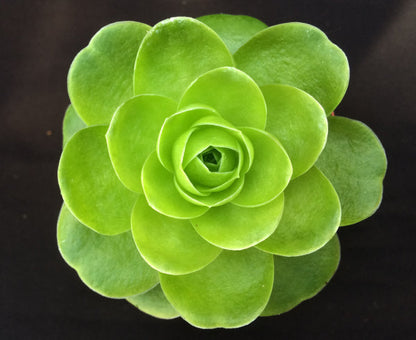 Aeonium diplocycla v. gigantea